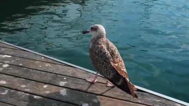 Watch this seabird walk proudly along the shore