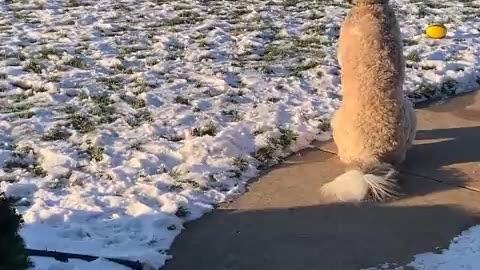 They have such a sweet relationship 😭💞🐶
