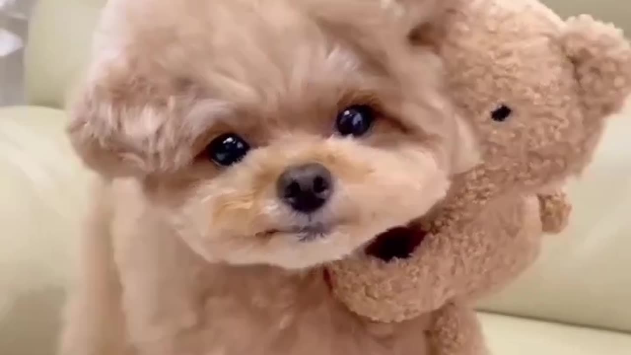 Cute little puppy ♥️❣️❤️, #dog #dogvideo #lovewithdog #petvideo #pets #animals