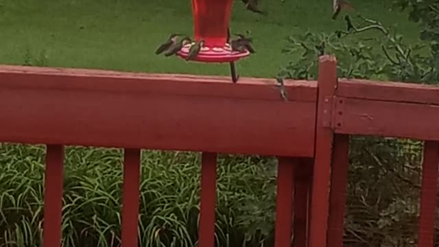 Hummingbirds all want to eat.