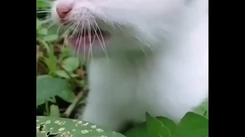 Cute cats pussy.
