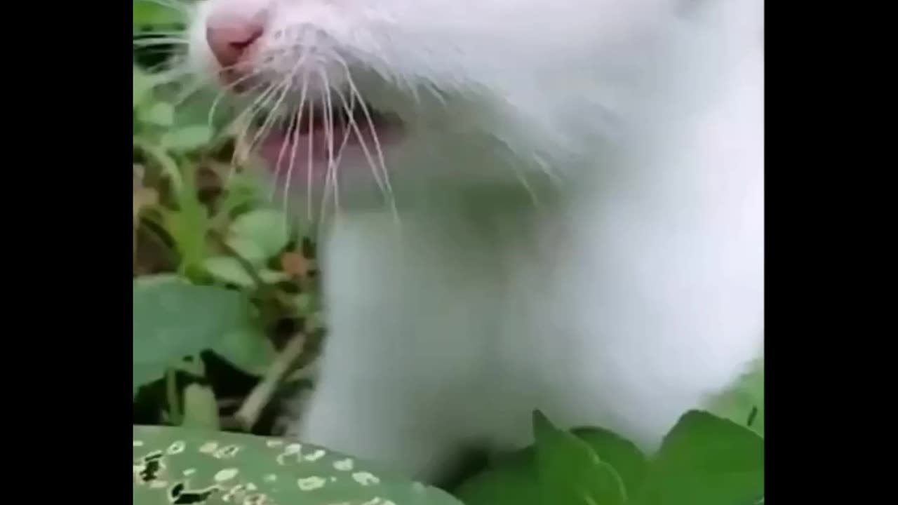 Cute cats pussy.