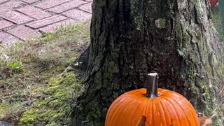 Power washer pumpkin 🎃