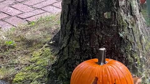 Power washer pumpkin 🎃