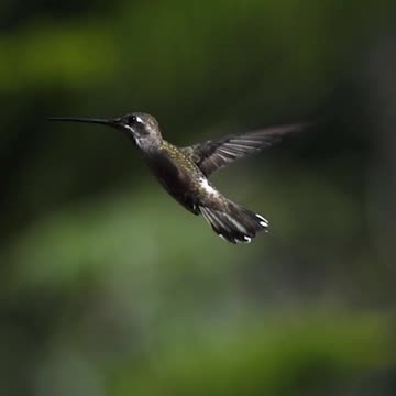 BEE ATTACKING HUMMINGBIRD😮
