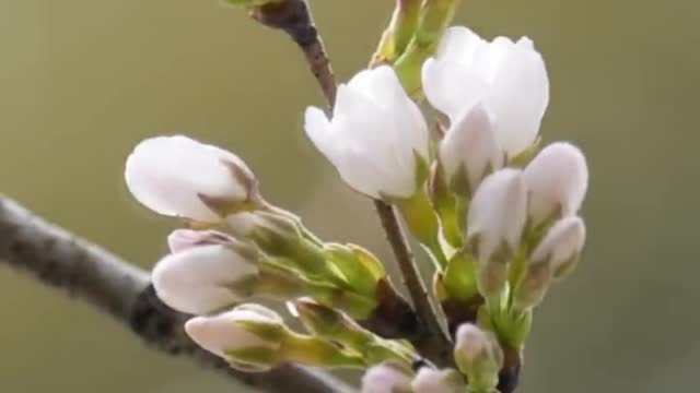 Pink flowers