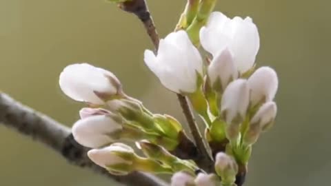 Pink flowers