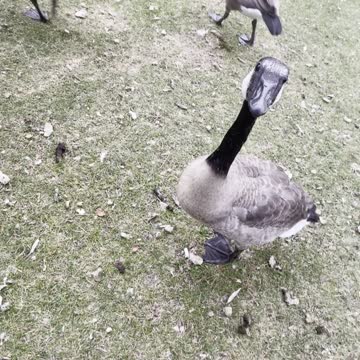 A goose wants to eat my finger