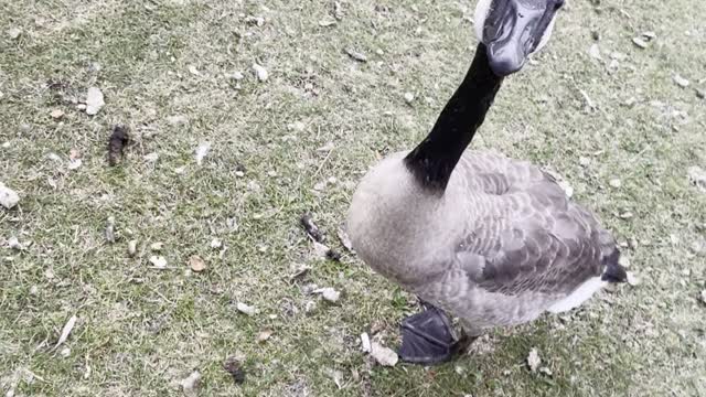 A goose wants to eat my finger