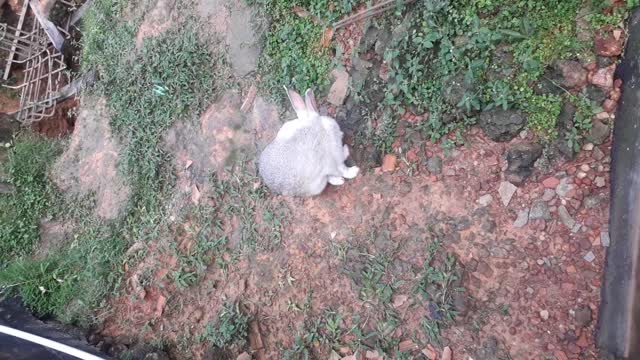 cute bunny
