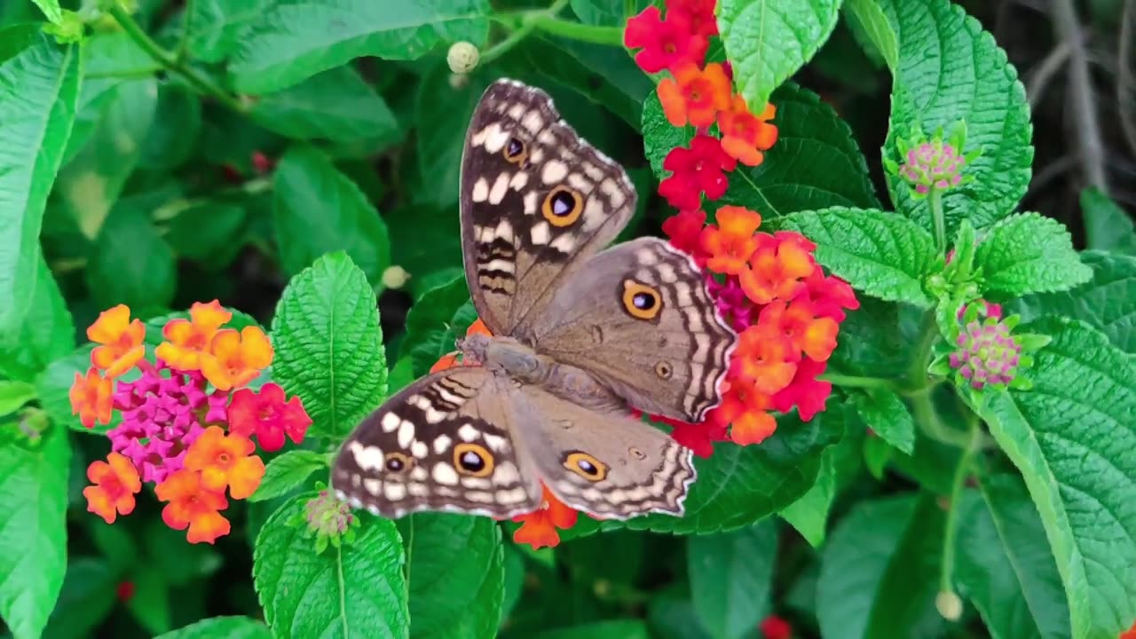 he is beautiful butter fly on the flower