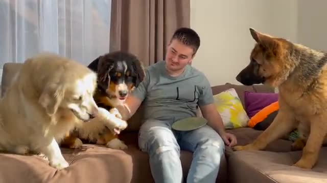 Reaction of My Dogs When I Eat in Front of Them!