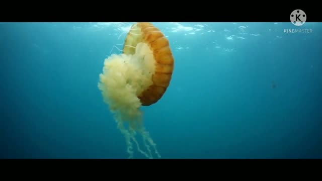 Diving One of Hawaii's Most Dangerous Cliff Sides for Treasure.