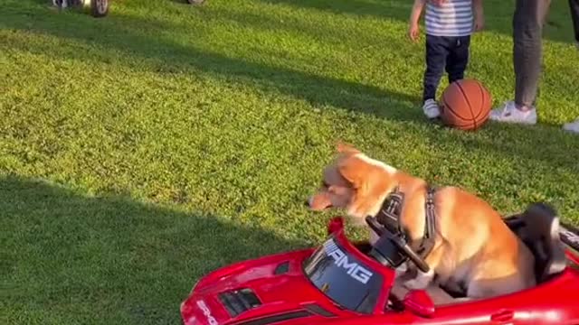 DOG TRIES PARALLEL PARKING