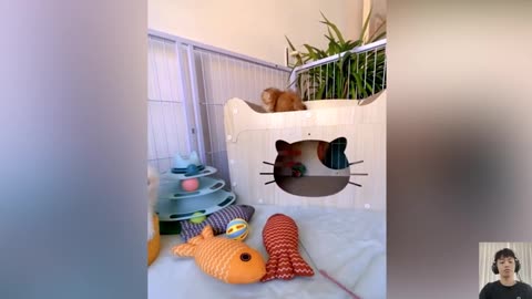 My Cat's Unique Sploot Pose! 😸🧡 2