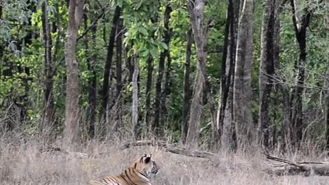 Khursapar Pench Female Tirgess B 1. 2022