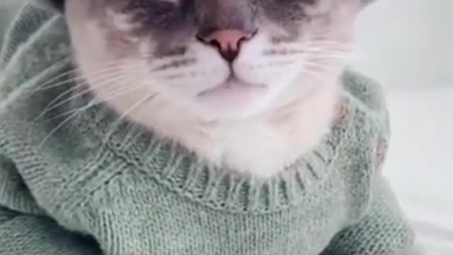 King is back funny cat video