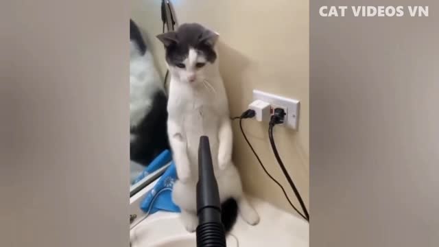 Funniest Animal Videos 2022 ### Funny cats | Funny Animals Videos🙀🙀🙀