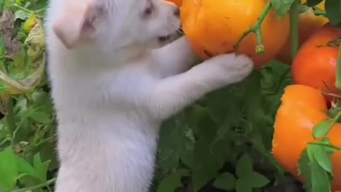 Nice Puppy😍🥰