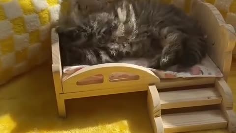 Funny and Cute Cats Videos#233