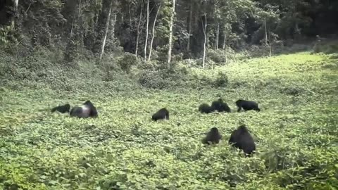 Gorillas were Once Considered Blood-thirsty Cryptids