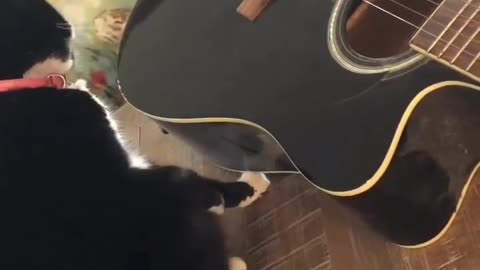 When you want to play the guitar😅🤣🐈😍#cat #guitar #play