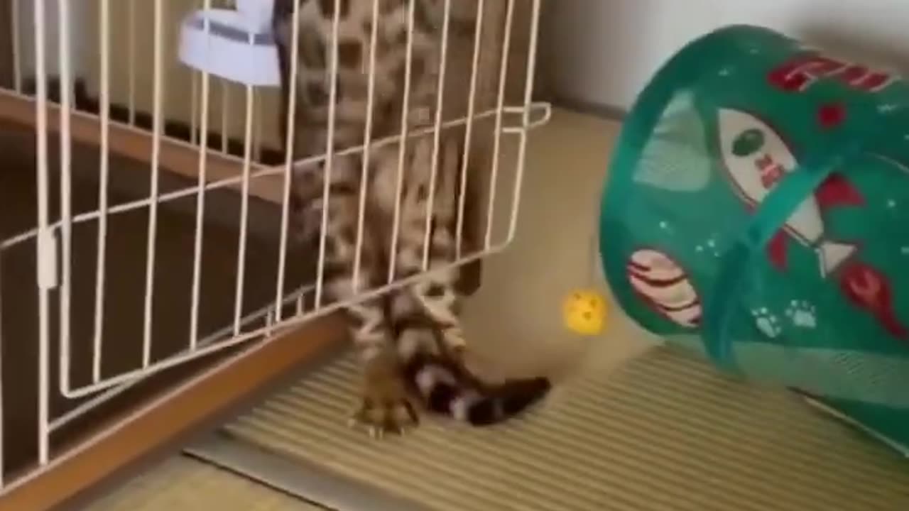 OMG !! 😂 animals funny video part (1)