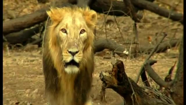 GUJARAT GIR FOREST