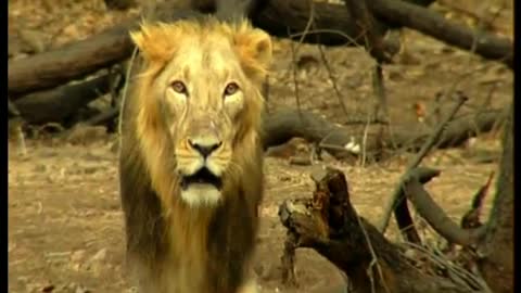 GUJARAT GIR FOREST
