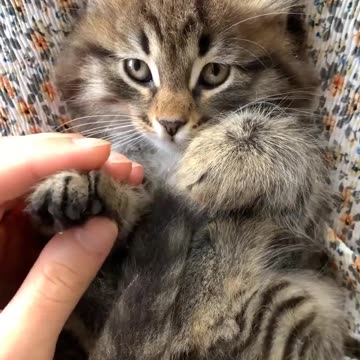 Cat hand is so soft