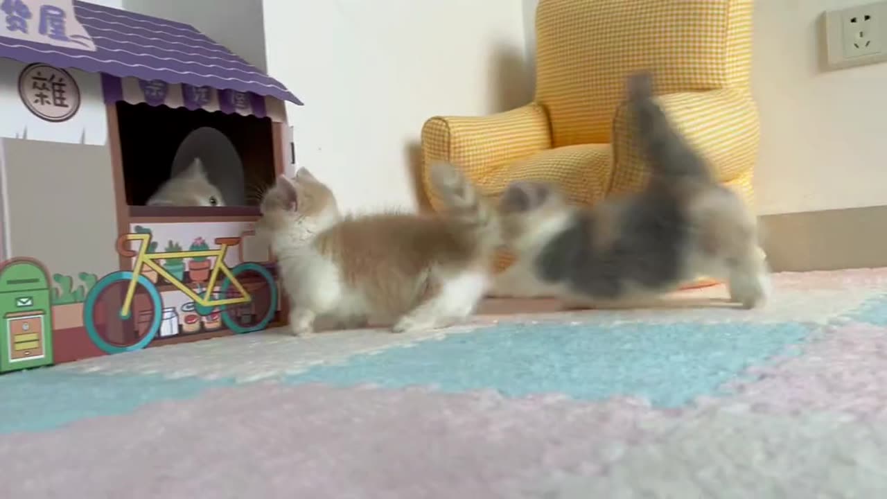 kitten playing