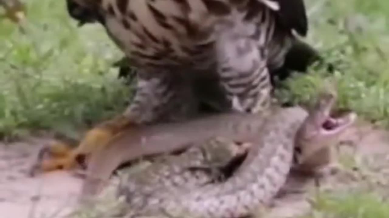 Eagle vs snake