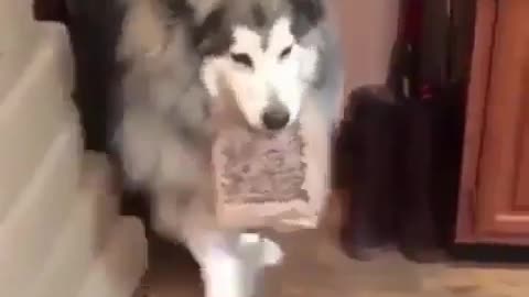 A greedy dog.