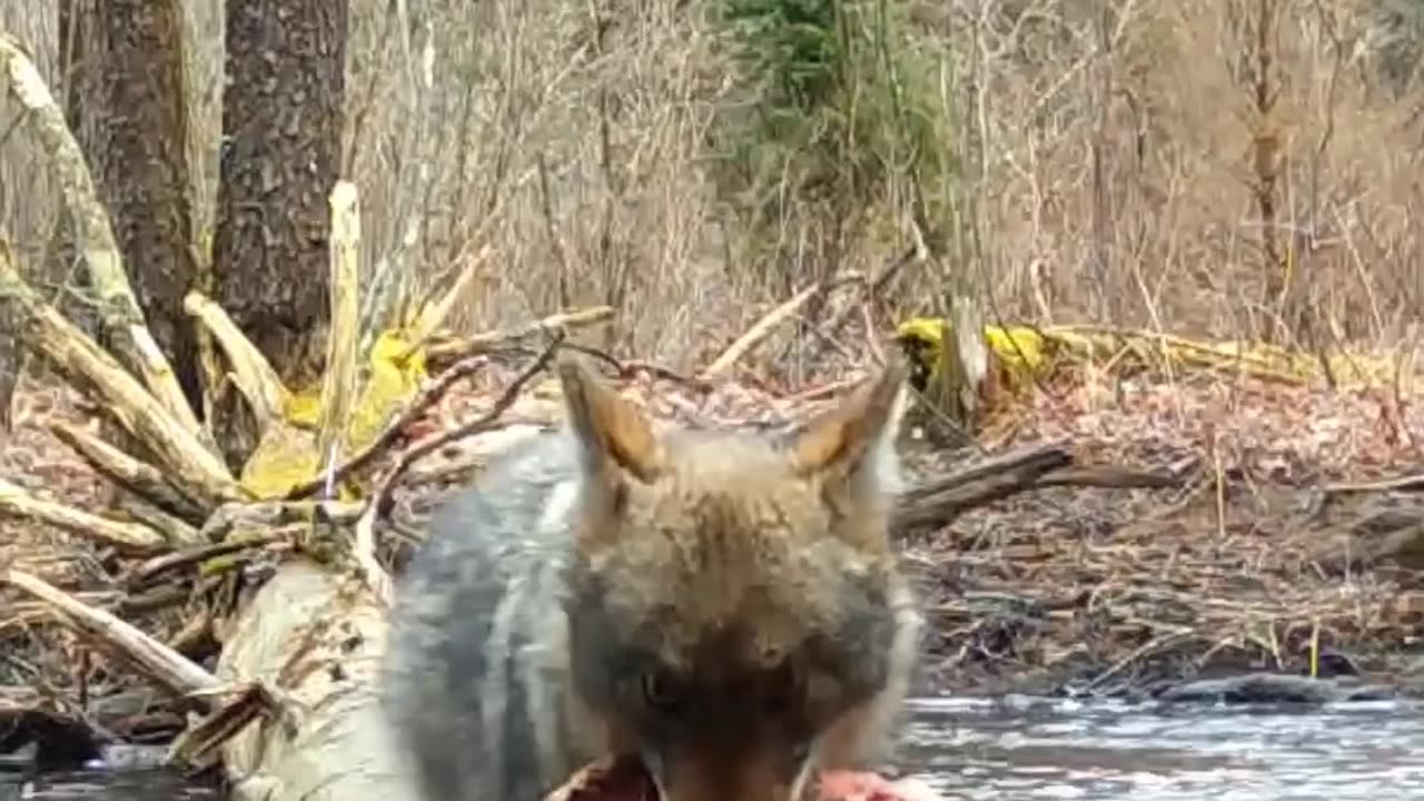 This coyote is heading home with dinner, but what is on the menu?