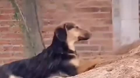 Funny videos of pet cats and dogs