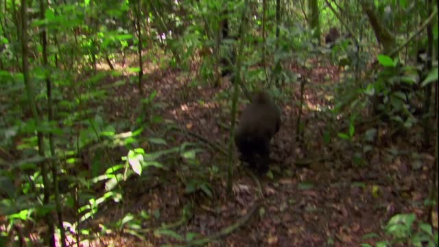 Gorillas are like to , fruit, more amazing video from National G