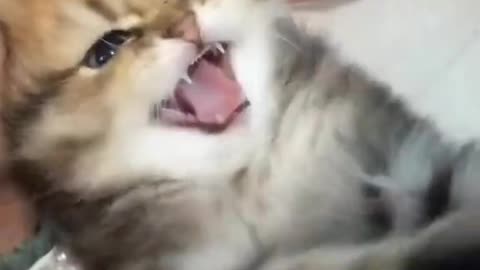 Cute and funny cat video.