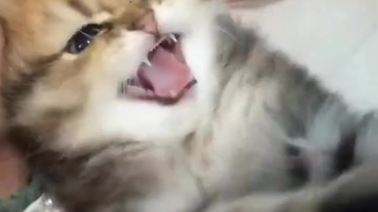 Cute and funny cat video.