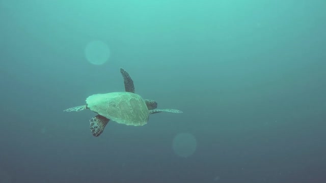 Scuba Divers Accidently meet Sea Turtle.