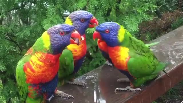 A Group Of Parrots Drinking The Rain Water on a Wood Table