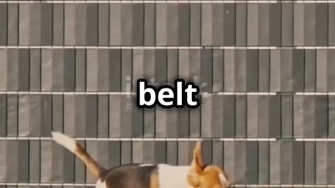 Hilarious Dogs Doing the Funniest Things
