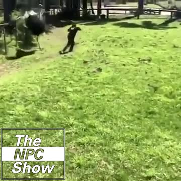 Ostrich Kicks Guy's Arse For Being In Their Hood 🟠⚪🟣The NPC Show