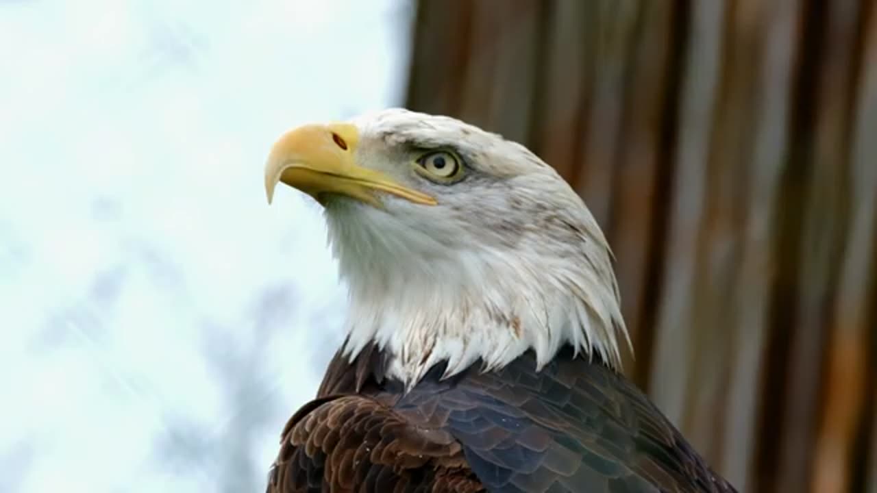 Birds - Owl - Peacock - Eagle - Parrot