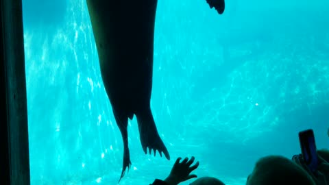 Playing with seals at Brookfield Zoo