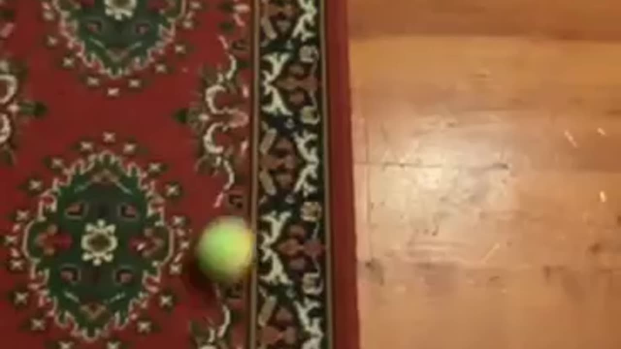 Cat Serves Ball!
