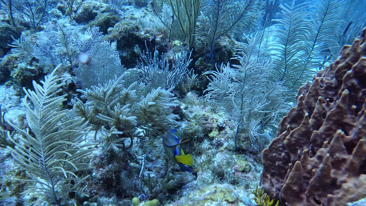 Nurse Shark and Queen Angefish