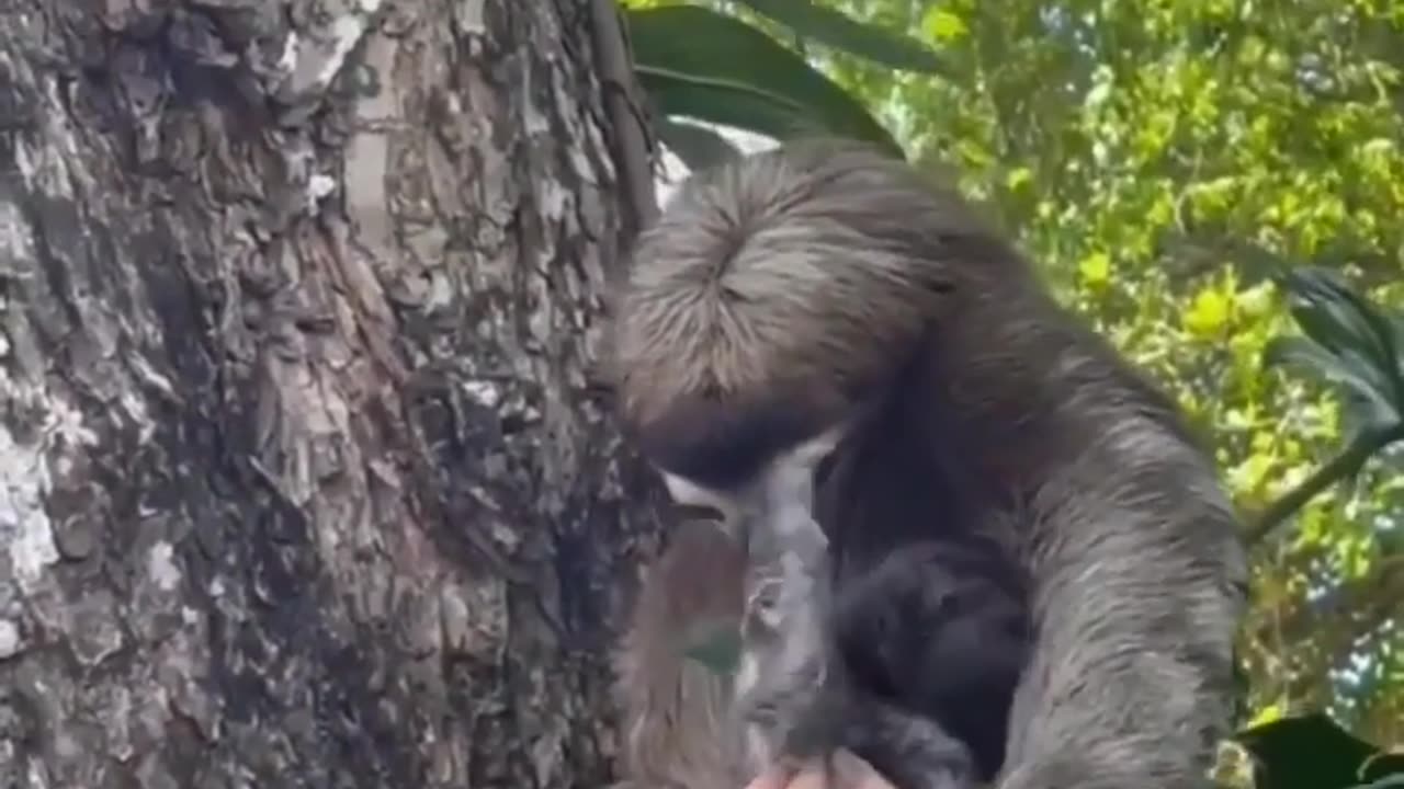 Baby sloth