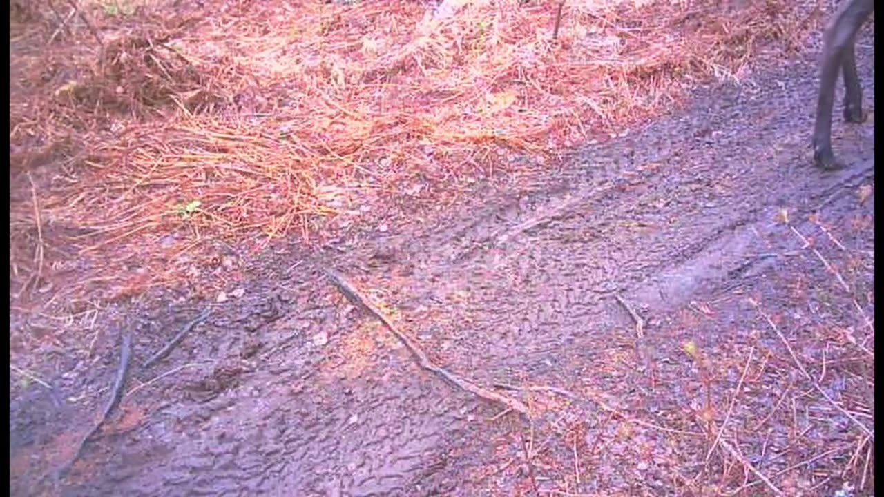 Moose, Babies and bears ooh my. Critters around the property between us and the tracks.