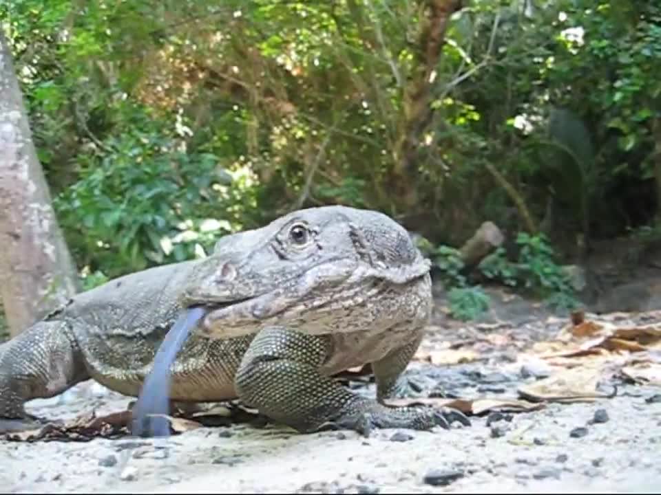 Monitor Lizard, Sapi Island, Sabah