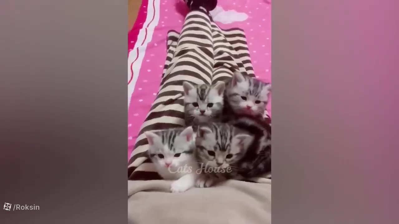 Cute cat